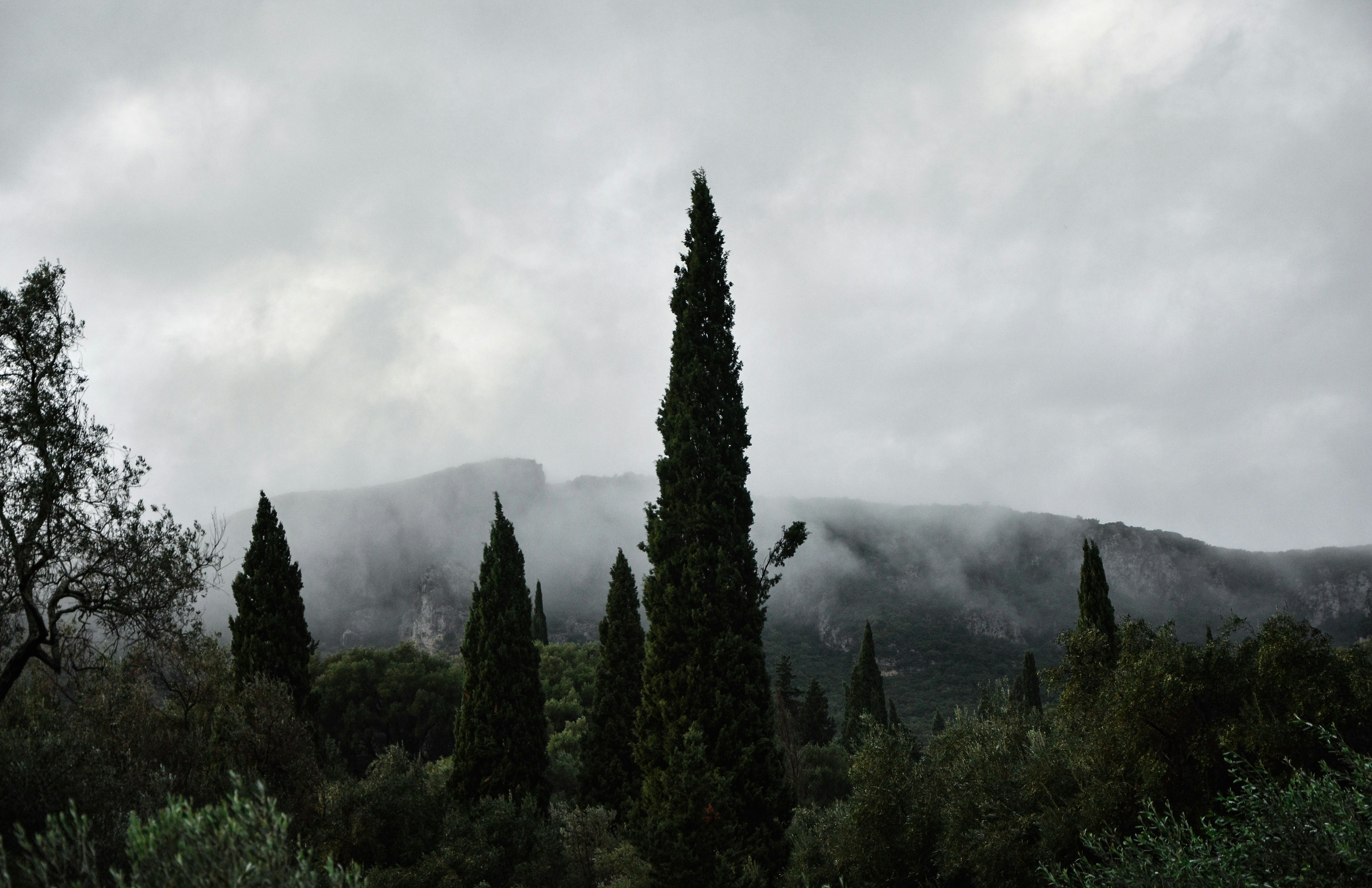 Greek Forest